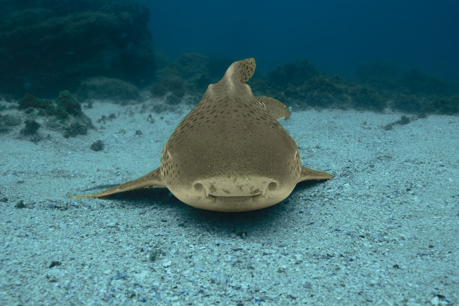 A serene image of a zebra shark lying on the sandy ocean floor, captured near Byron Bay, Australia.
