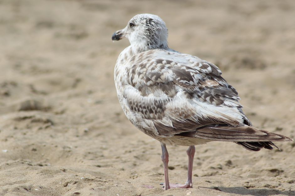 Detailed view of a seagull standing on a sandy beach, showcasing its plumage.