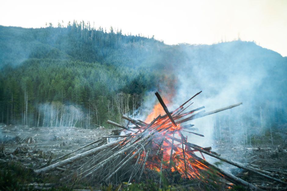 Dramatic scene of a large bonfire amidst a deforested area in British Columbia.